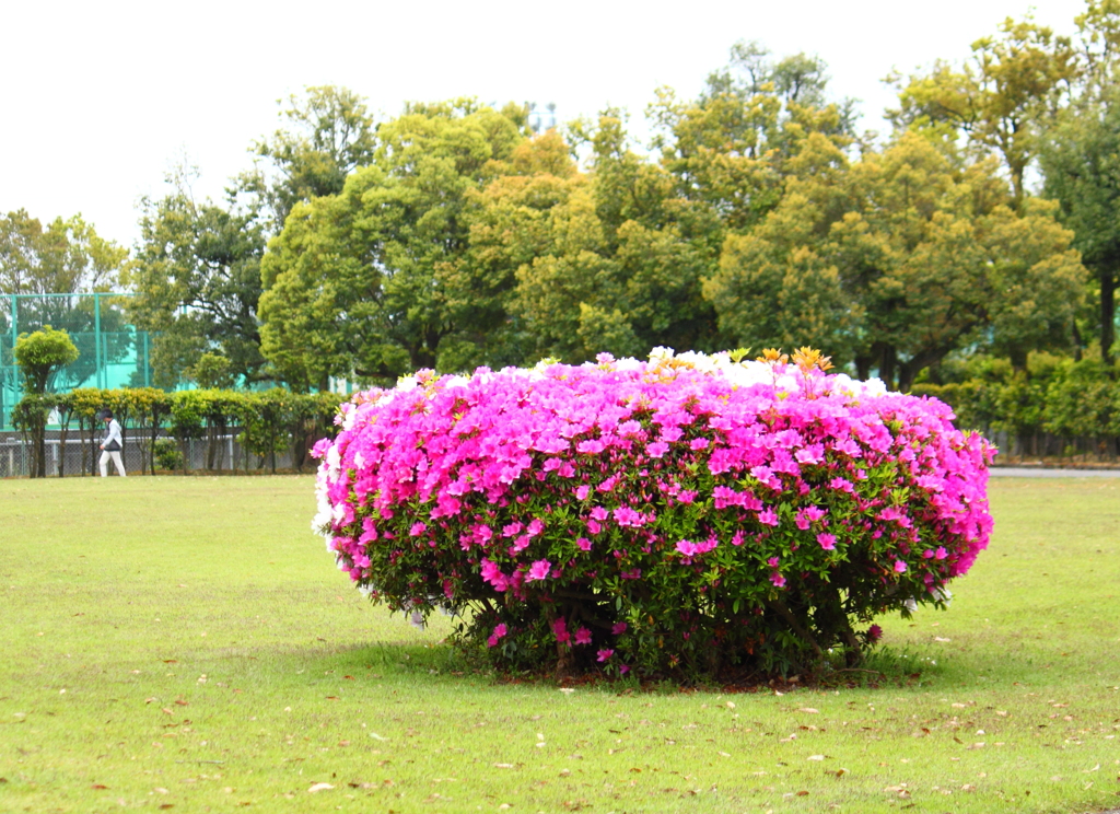 公園皐月模様１