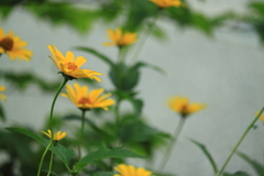 雨空見上げてため息・・ヒメヒマワリの花