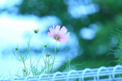 雨に打たれても強いねコスモスさんっ ^^