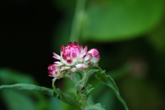 花びらがカサカサ　(^'^)