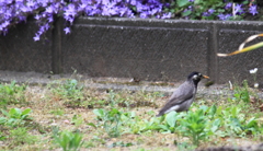 今朝の出会いムクドリくん