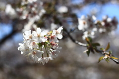 コシノフク桜