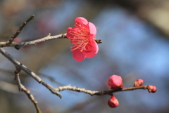 東風吹かば匂いおこせよ梅の花・・菅原道真の和歌