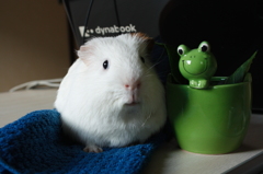 ぼくモルモット