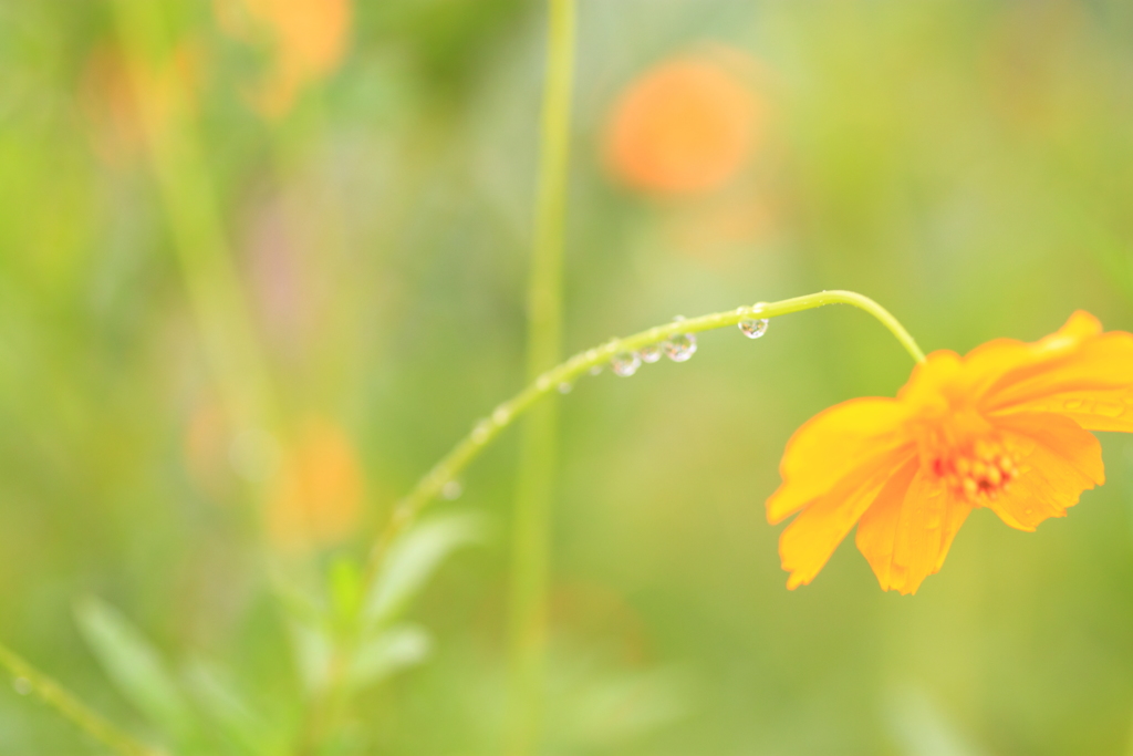 雨に打たれても