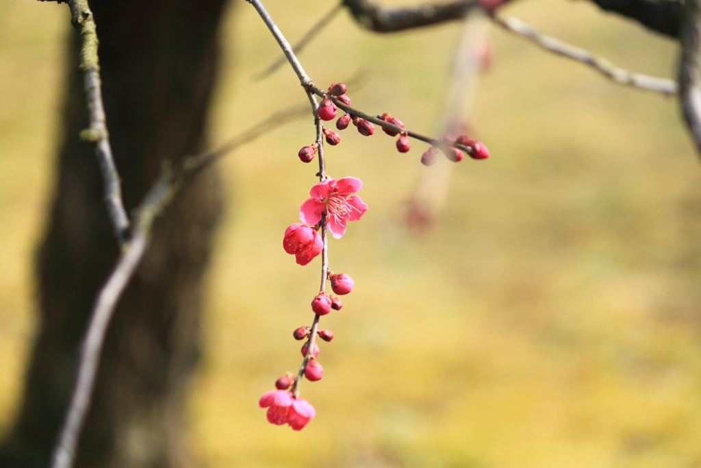 愛らしき紅梅