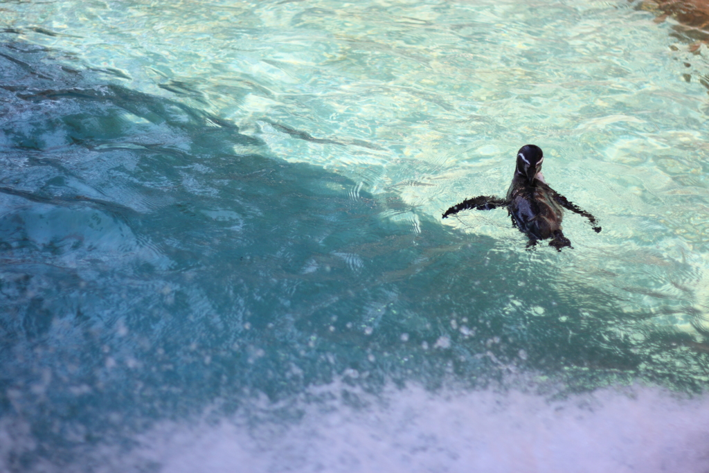 冷たい水大好き　フンボルトペンギン