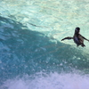 冷たい水大好き　フンボルトペンギン