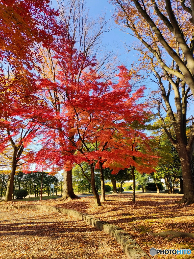 公園の紅葉が晴れ渡った青空にぴったり