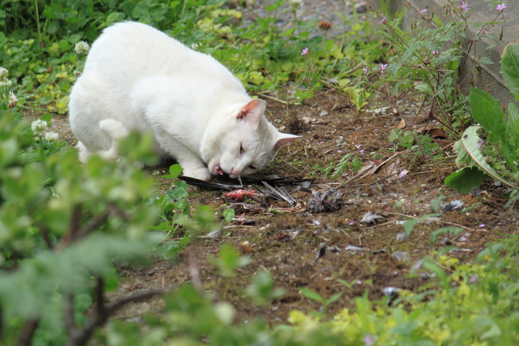 ちょっとだけ・・見ない方が良いかも～猛獣になっちゃった～野良