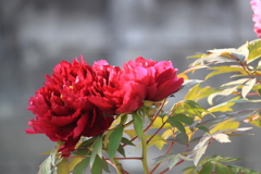 散歩道の華　５
