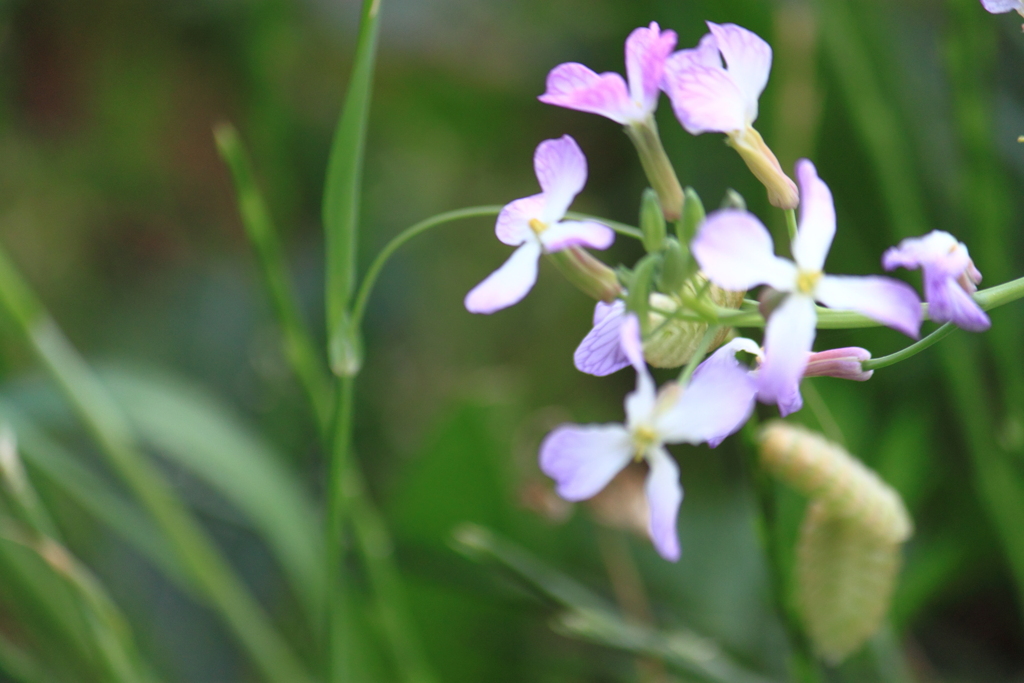 風に吹かれるは・・ハマダイコンの花