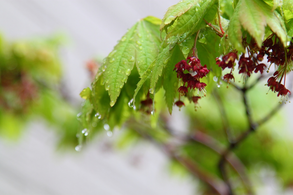 雨で重そうなハウチワカエデ
