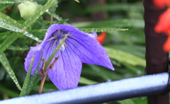 雨滴が似合う桔梗