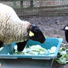 羊さんのお食事風景
