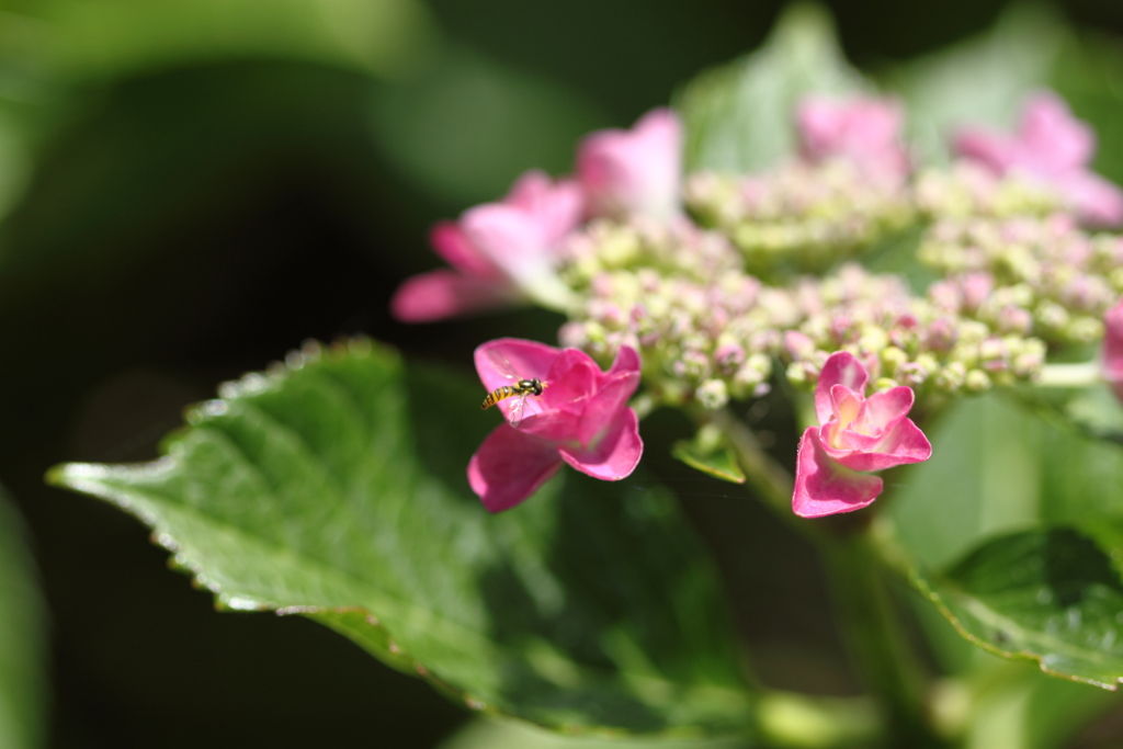 紫陽花　ミミ