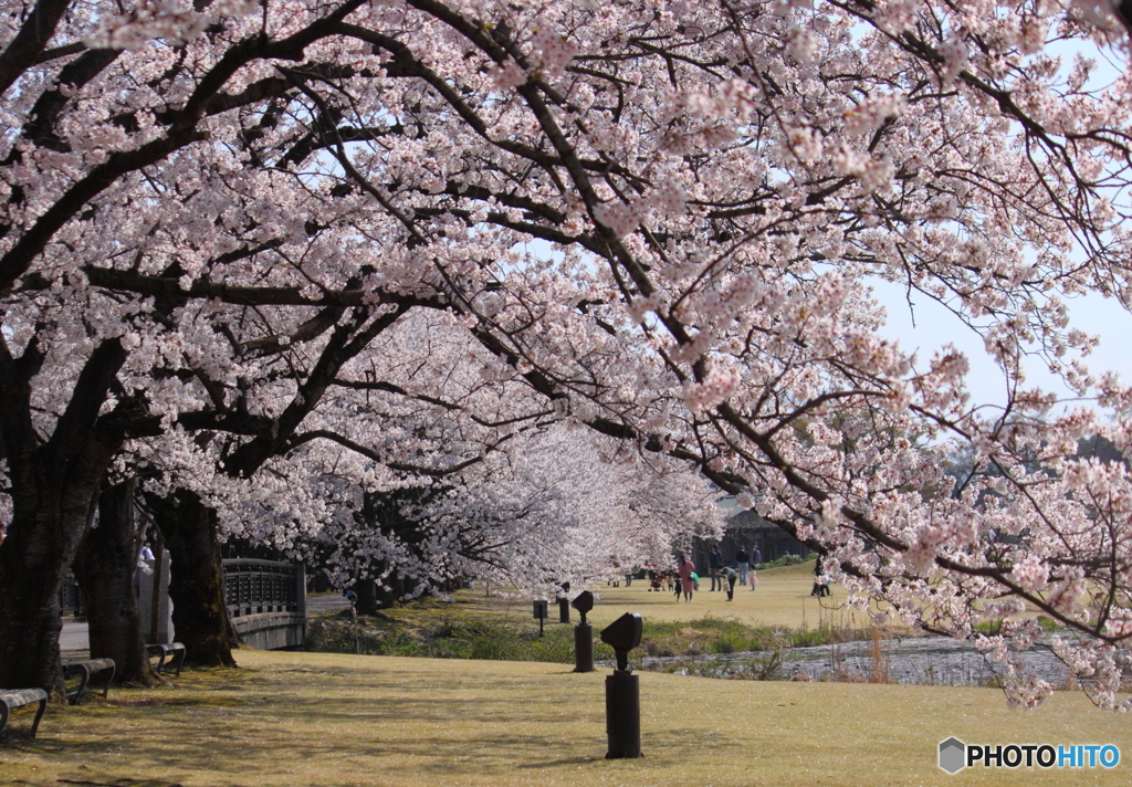 桜満開～