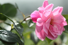 河川敷の華