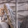 涼しくなって元気なアムールトラ