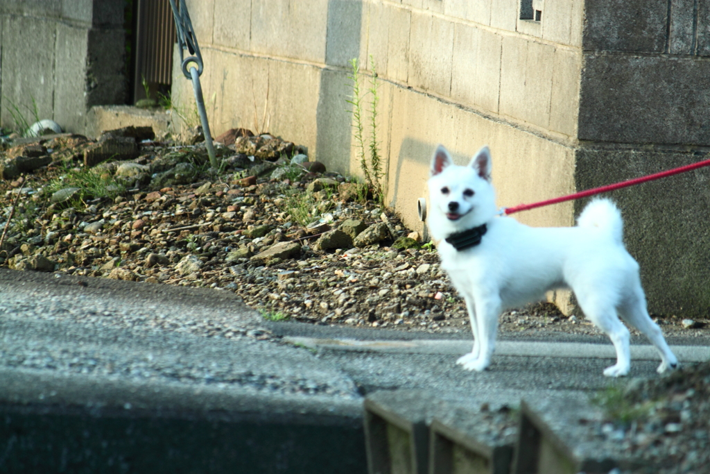 戻って見つめる散歩中のワンちゃん(^'^)