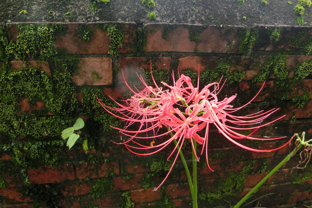 彼岸花