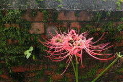 彼岸花