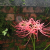 彼岸花