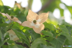 今年初めて見たヤマボウシ・・ピンクの花