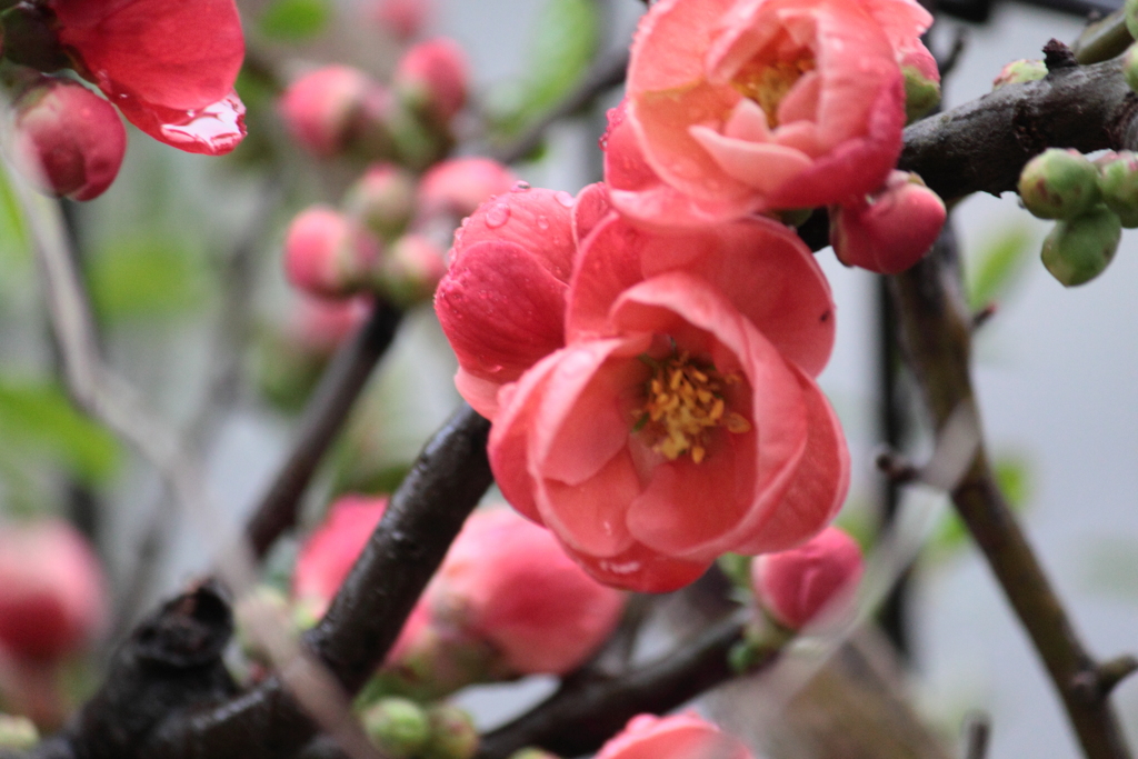 木瓜の花