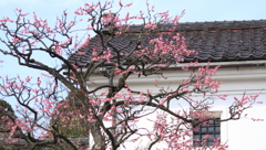 紅梅に白壁が似合う憩いの場所