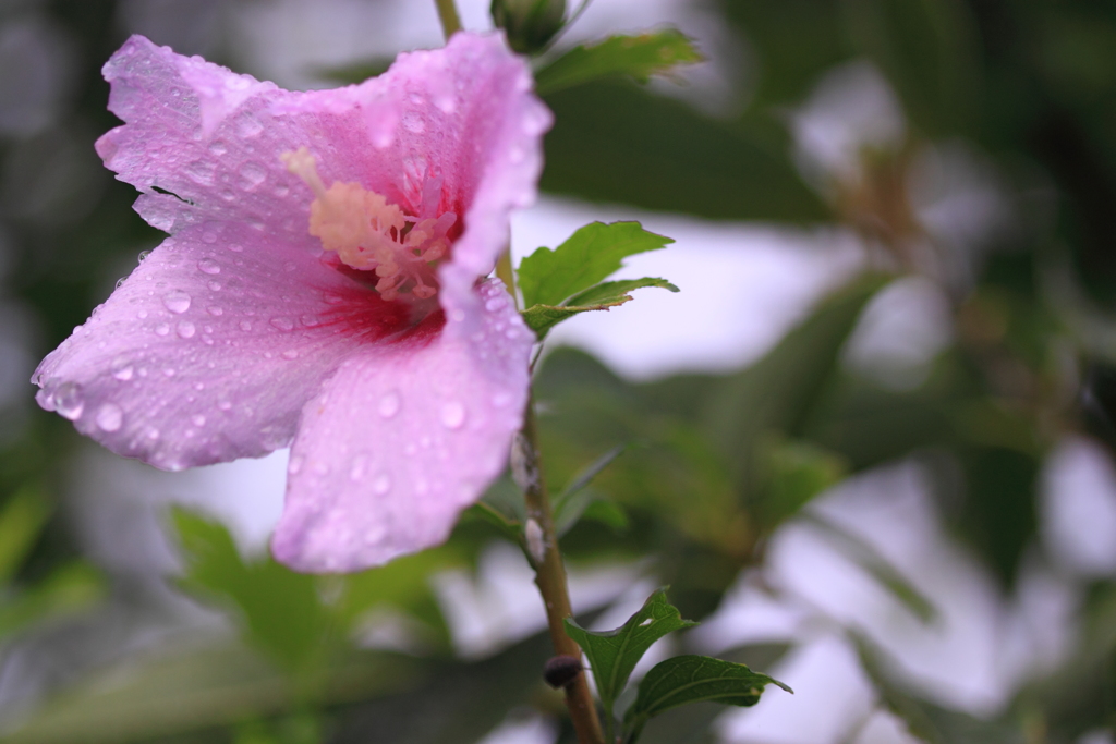 雨上がりの木槿