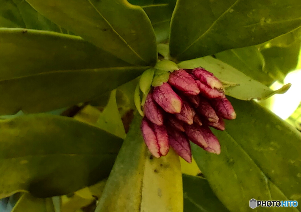 沈丁花