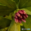 沈丁花
