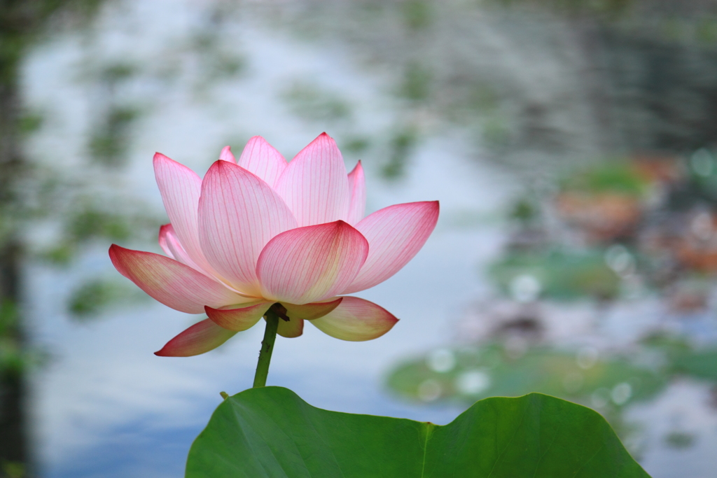 花言葉・・清らかな心とも＾＾