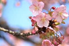 ピンク色がお洒落・・河津桜