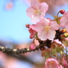 ピンク色がお洒落・・河津桜