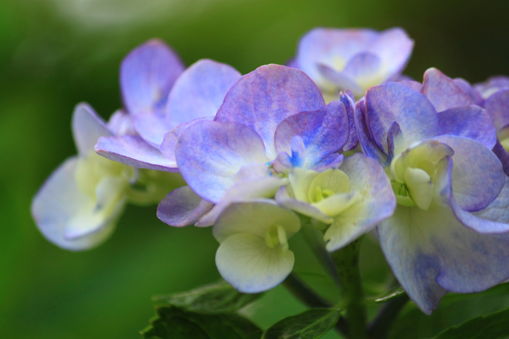 紫陽花