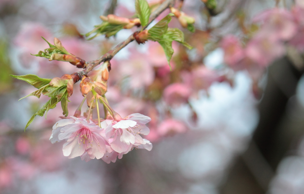 河津桜・・ピンクと緑の魅力