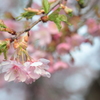 河津桜・・ピンクと緑の魅力