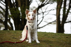 散歩道で出会い＾＾