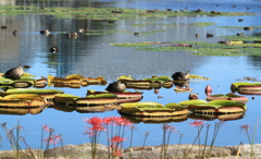 広い池でユッタリ鴨たちの休憩時間