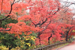 晩秋の華