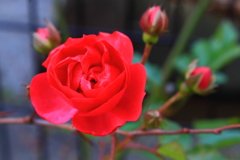 薔薇が咲いた～♪