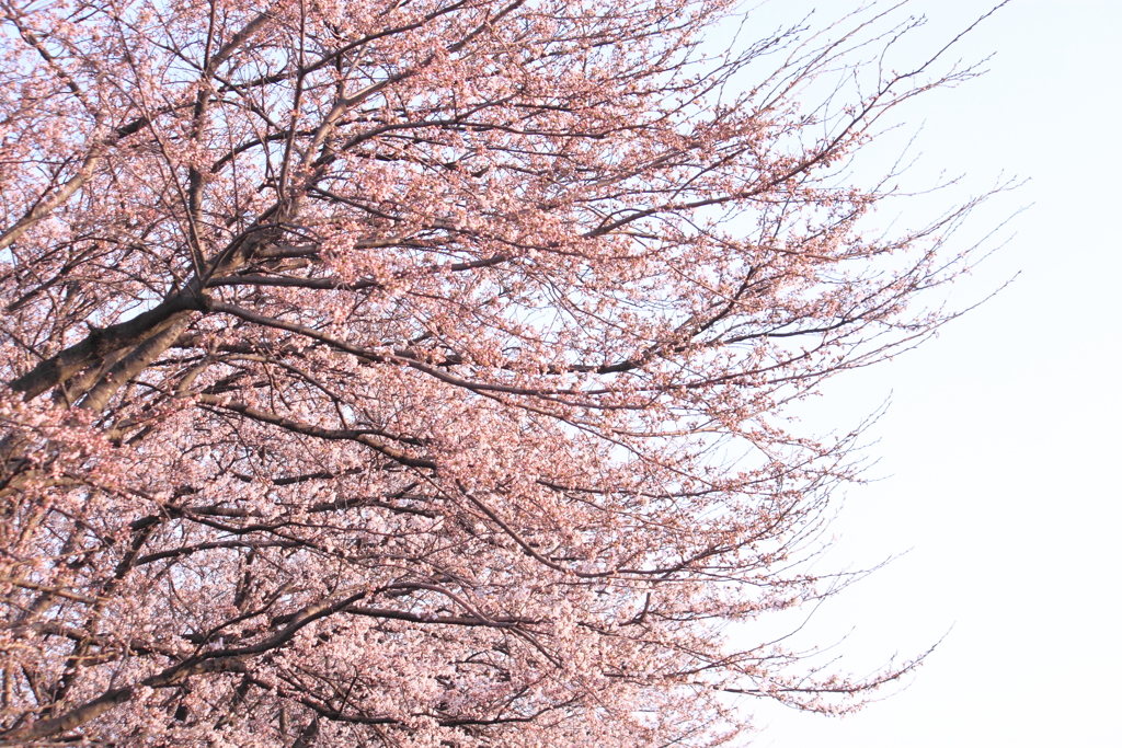 散歩道の桜　２