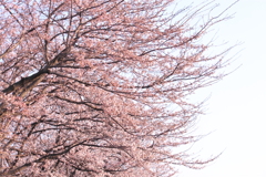 散歩道の桜　２