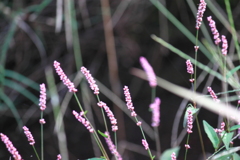 秋の草・・赤まんま