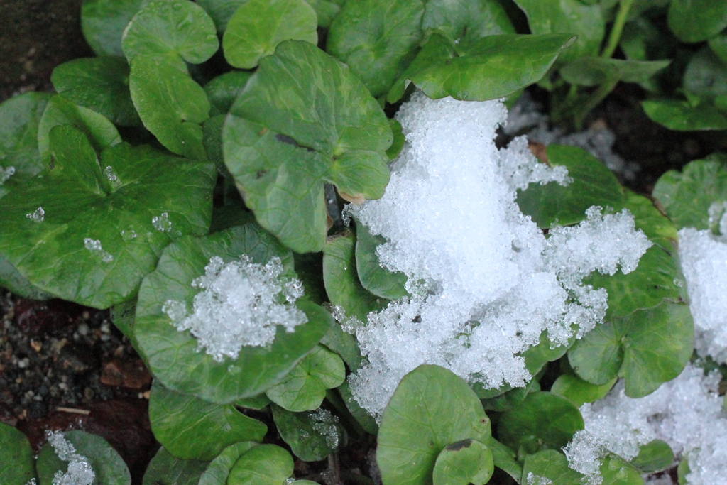 雪が溶け～路傍は緑の命