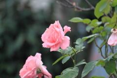 軒先の薔薇に心を奪われて＾＾