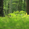 お寺の静寂なる中庭