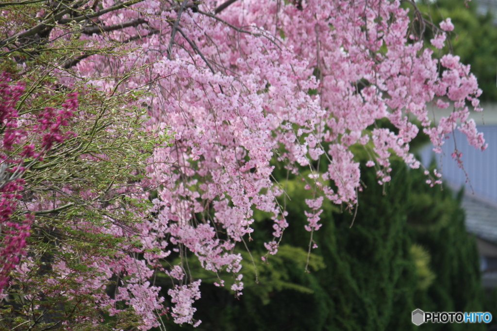 枝垂れ桜　満開
